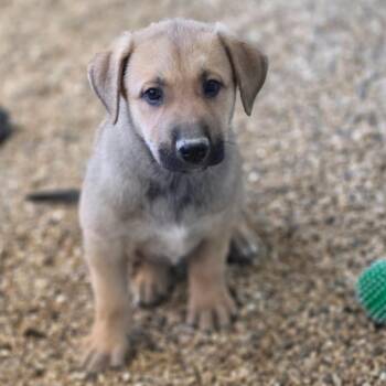 Mariah JuM -  German Shepherd Dog and Mixed Breed Dog for Adoption in Austin, Texas - Mariah JuM | PetCurious