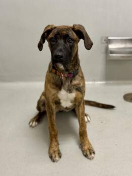 Rugby -  Boxer Dog Available for Adoption in Winnipeg, Manitoba - Rugby | PetCurious