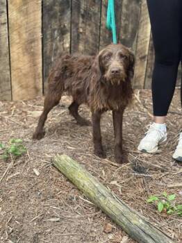 Spurs -  Mixed Breed Dog for Adoption in Lansing, Michigan - Spurs | PetCurious