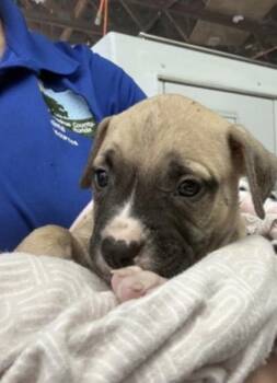 Zeus - P -  Pit Bull Terrier and Mixed Breed Dog for Adoption in Daytona Beach, Florida - Zeus - P | PetCurious