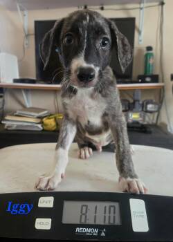 Labrador Retriever Dogs Available for Adoption in Huntington, New York - Iggy | PetCurious