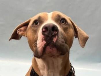 Tre -  Pit Bull Terrier and Mixed Breed Dog for Adoption in Golden Valley, Minnesota - Tre | PetCurious