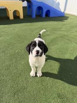 Great Pyrenees Dogs Available for Adoption - Jerry | PetCurious