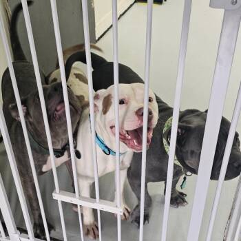 Pit Bull Terrier Dogs Available for Adoption in Chicago, Illinois - Wrecker ~ AVAILABLE TO FOSTER OR ADOPT!!! | PetCurious