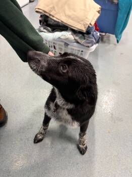 Rescue Collie Dogs for Adoption in Portland, Indiana - Bailey | PetCurious