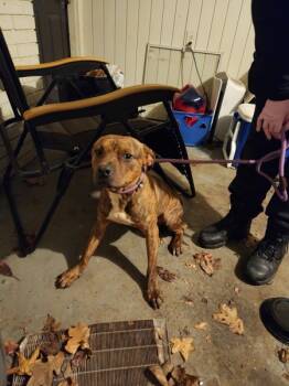 Rescue Pit Bull Terrier Dogs for Adoption in Lawrenceville, Georgia - Vc 14 Jr | PetCurious