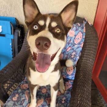 Lzzy -  Siberian Husky Dog for Adoption in Phoenix, Arizona - Lzzy | PetCurious