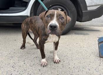 Dilly -  Mixed Breed Dog for Adoption in New York, New York - Dilly | PetCurious