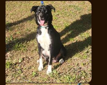 Aurora -  Labrador Retriever Dog for Adoption in Parker, Colorado - Aurora | PetCurious
