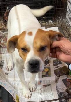 Rescue Mixed Breed Dogs for Adoption in Bruce, Mississippi - Cooper | PetCurious