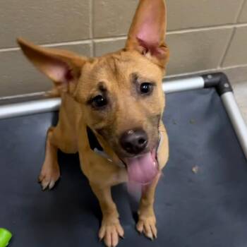 Shepherd Dogs Available for Adoption - Liberty | PetCurious