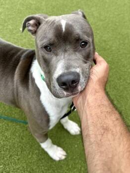 Prince Shrek -  Mixed Breed Dog Available for Adoption in Wichita, Kansas - Prince Shrek | PetCurious