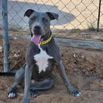 Pit Bull Terrier Dogs Available for Adoption - Mesquite | PetCurious