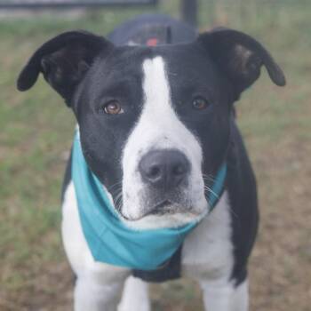 LOBO -  American Staffordshire Terrier Dog for Adoption in San Antonio, Texas - LOBO | PetCurious