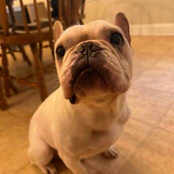 Theodore Frenchie -  French Bulldog Dog for Adoption in Savannah, Georgia - Theodore Frenchie | PetCurious