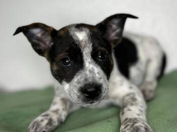 Arnold -  Australian Cattle Dog Blue Heeler and Boston Terrier Dog for Adoption in Portland, Oregon - Arnold | PetCurious