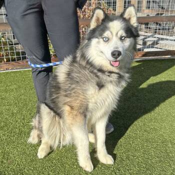 Rescue Mixed Breed Dogs for Adoption in Hailey, Idaho - Kado | PetCurious