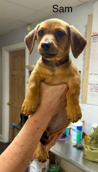 Sam -  Miniature Dachshund Dog for Adoption in Semmes, Alabama - Sam | PetCurious