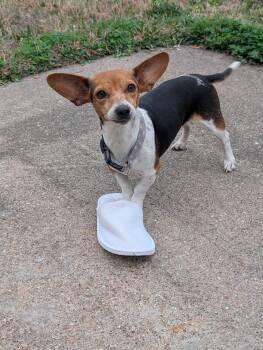 Dachshund and Chihuahua Dogs Available for Adoption - Coletta SL14210-Thw | PetCurious