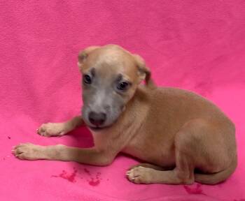 Bulldog Dogs Available for Adoption - Peanut | PetCurious