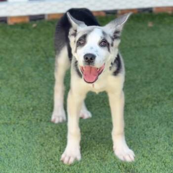 Rookie -  German Shepherd Dog Dog for Adoption in Briarcliff Manor, New York - Rookie | PetCurious