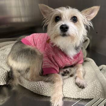 Krissy -  Yorkshire Terrier Dog for Adoption in Philadelphia, Pennsylvania - Krissy | PetCurious