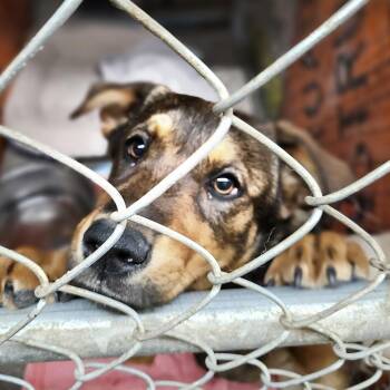 German Shepherd Dog and Black Labrador Retriever Dogs Available for Adoption - Penny-Adorable Shep Mix Puppy! | PetCurious