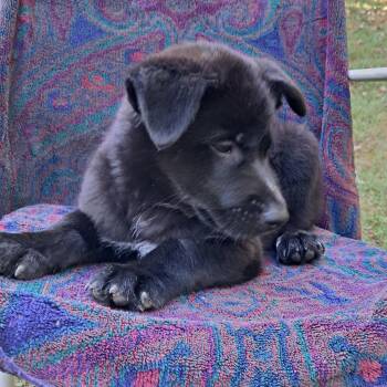 KODA -  Black Labrador Retriever and Husky Dog for Adoption in Center Square, Pennsylvania - KODA | PetCurious