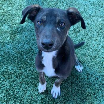 Juniper -  Mixed Breed Dog for Adoption in San Francisco, California - Juniper | PetCurious