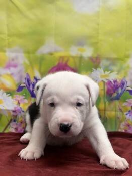 Casey -  American Staffordshire Terrier and Mixed Breed Dog for Adoption in San Antonio, Texas - Casey | PetCurious
