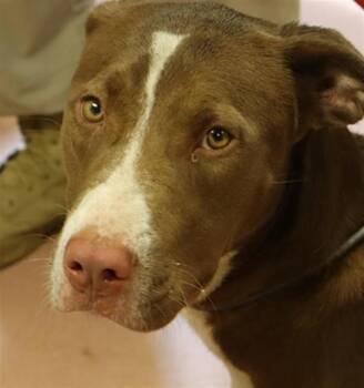 KATY -  Mixed Breed Dog for Adoption in Columbia, South Carolina - KATY | PetCurious