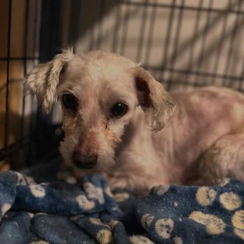 Maltese Dogs Available for Adoption in West Falls, New York - Oswald | PetCurious