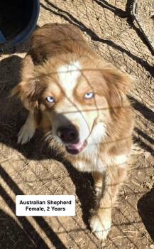 Australian Shepherd Dogs Available for Adoption in Blue Springs, Missouri - Rose | PetCurious