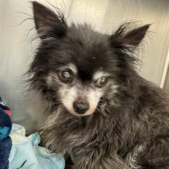 Airplane Mode -  Pomeranian Dog for Adoption in Austin, Texas - Airplane Mode | PetCurious