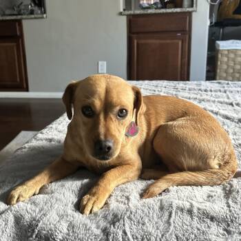 Tushi -  Chihuahua Dog for Adoption in San Diego, California - Tushi | PetCurious