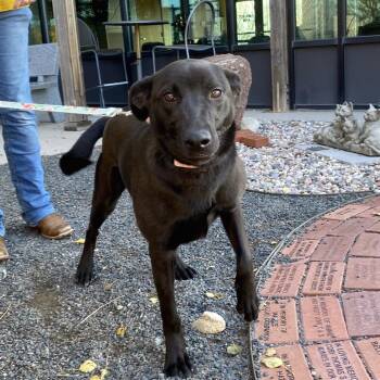 Schnitzel -  Retriever and Mixed Breed Dog for Adoption in Cheyenne, Wyoming - Schnitzel | PetCurious
