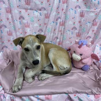 A613580 -  Siberian Husky and Mixed Breed Dog for Adoption in Modesto, California - A613580 | PetCurious