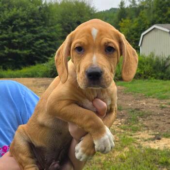 CT Simba -  Australian Shepherd and Mountain Cur Dog for Adoption in Stormville, New York - CT Simba | PetCurious