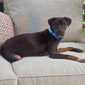 Cleo -  Terrier and Mixed Breed Dog for Adoption in Overland Park, Kansas - Cleo | PetCurious