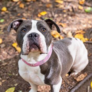 Laika -  American Bulldog and Pit Bull Terrier Dog for Adoption in Hopkinton, Massachusetts - Laika | PetCurious