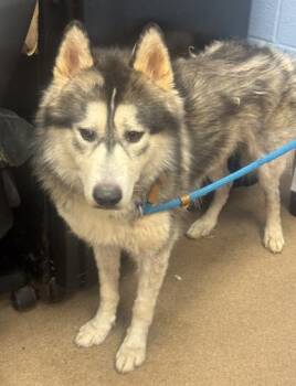 Sushi Roll -  Mixed Breed Dog for Adoption in Chamblee, Georgia - Sushi Roll | PetCurious