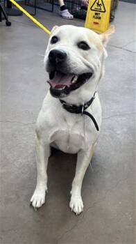 GOLDIE -  Mixed Breed Dog for Adoption in Dallas, Texas - GOLDIE | PetCurious