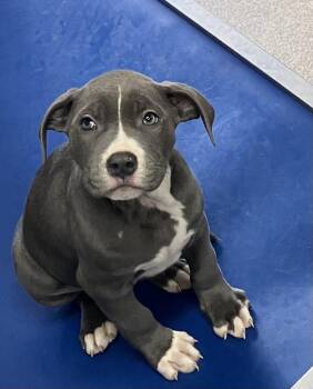 Mixed Breed Dogs Available for Adoption - Fable 2 Months Female Ava 4/15 | PetCurious