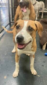 Black Mouth Cur and Mixed Breed Dogs Available for Adoption - Ruby | PetCurious