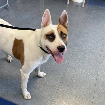 Jake -  Bull Terrier and Mixed Breed Dog for Adoption in Long Beach, California - Jake | PetCurious
