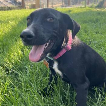 Willa -  Mixed Breed Dog for Adoption in Glenwood Springs, Colorado - Willa | PetCurious