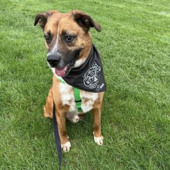 Rescue Boxer and Rhodesian Ridgeback Dogs for Adoption in Colorado Springs, Colorado - Ranger | PetCurious