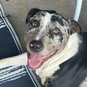 Rescue Catahoula Leopard Dog Dogs for Adoption in Modesto, California - Ollie | PetCurious