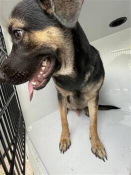 A662205 -  German Shepherd Dog Dog for Adoption in Houston, Texas - A662205 | PetCurious
