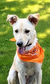 Carly -  Labrador Retriever Dog for Adoption - Carly | PetCurious